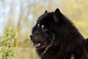 Samu