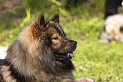 Tajo