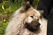 Yelly 