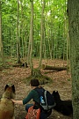 Gespannt schauen Fenris und Inouk in den Wald