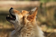 Dina