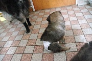 Kamila mit Hundewindel