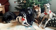 Frohe Weihnachten 2019