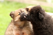 Kamila und Koda