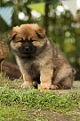 Kouba