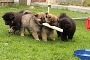 Kosmo, Keiko, Kouba, Koda