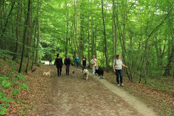 Hundewanderung Ukleisee am 12.7.2015