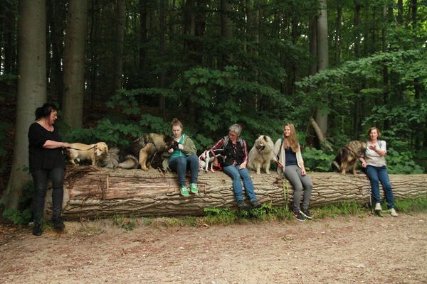 Luka, Frodo, Bille, Yelly, Davinci
