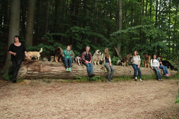 Luka, Frodo, Bille, Yelly, Davinci, Fenris und Inouk