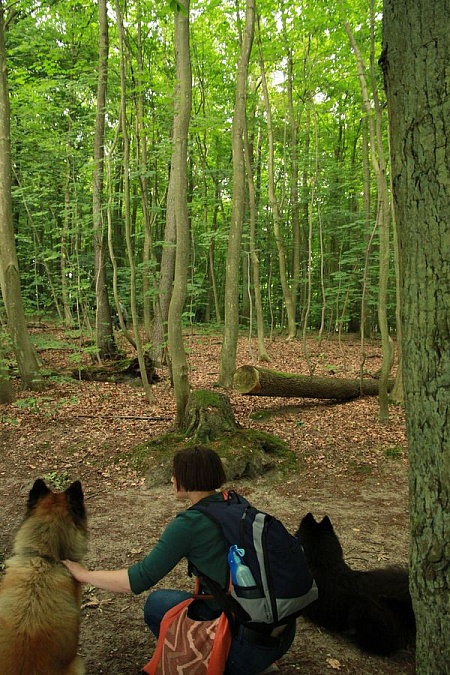 Gespannt schauen Fenris und Inouk in den Wald