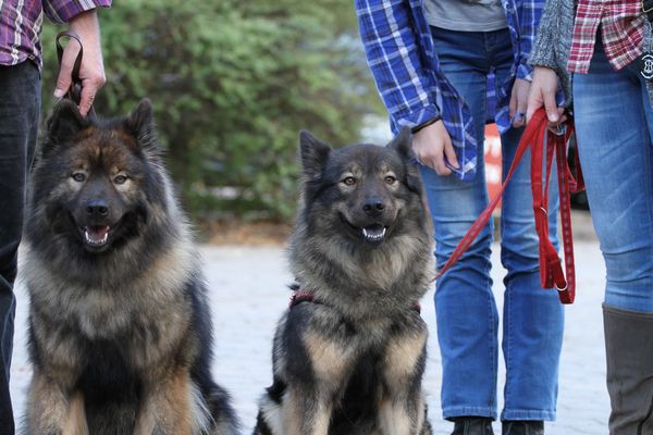 Frodo und Fenny