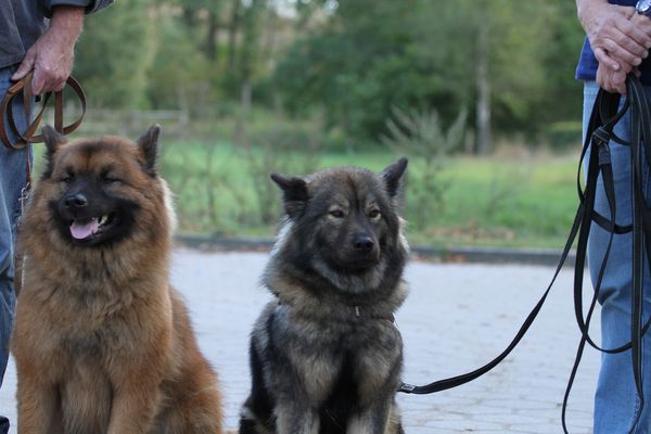 Galileo und Gloria Maxima