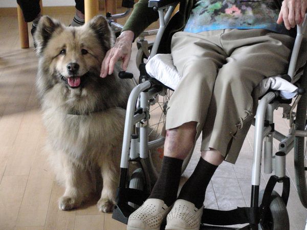 Wanja als Besuchshund