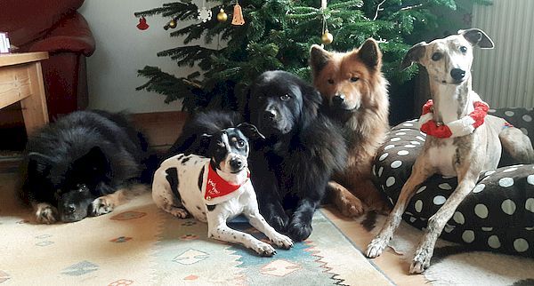 Frohe Weihnachten 2019