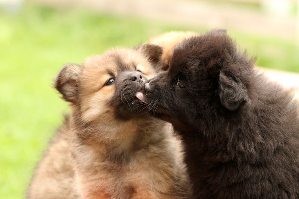 Kamila und Koda