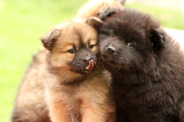 Kamila und Koda