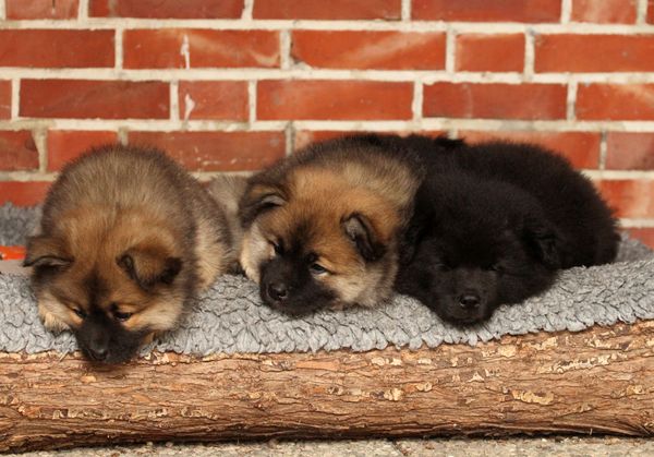 Kamila, Kenya und Koda
