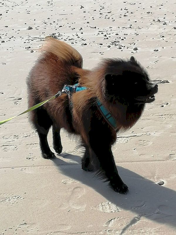 koda_1_800_01 koda_1_800_01