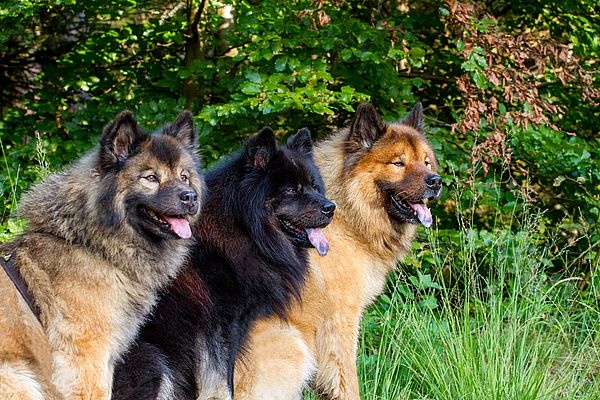 riekendahls_alenka_riekendahls_inouk_und_riekendahls_fenris_-_kopie_600